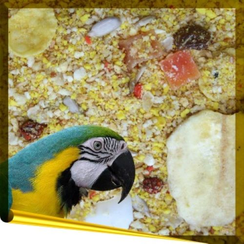 Complet Parrot