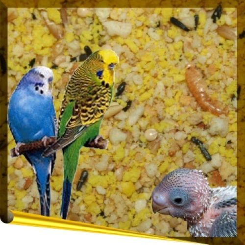 Complet Budgie