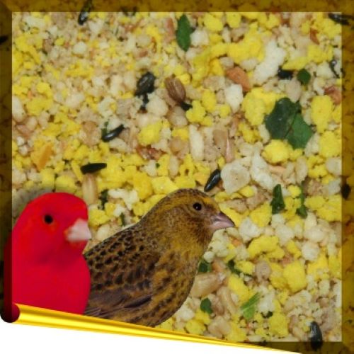 Complet Canary